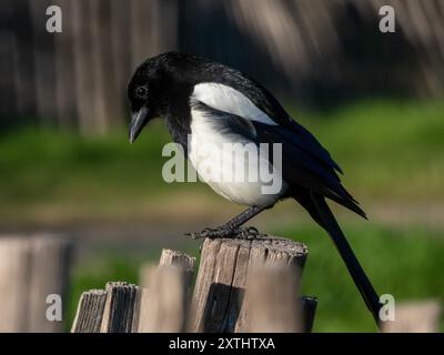 Bird Magpie photographied in étang de Villepey natural reserve, in Fréjus, in the south of France. Stock Photo