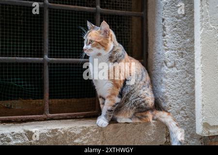 Domestic short hair tabby cat sitting on the on the windowsill. Cats in Venice. Stock Photo
