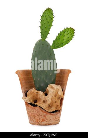 Cactus opuntia in broken terracotta pot isolated on white background, Prickly pear cactus decoratively planted in pot Stock Photo
