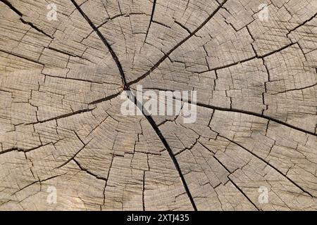 Cracks on the surface of the stump. Tree cut. Natural background. Wood texture. Stock Photo
