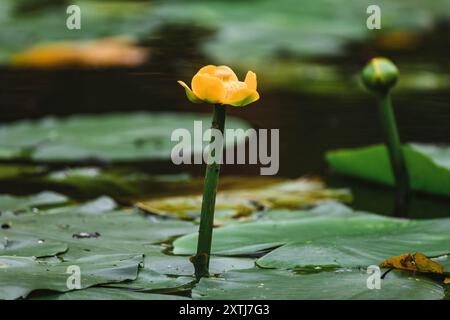 Nuphar lutea, the yellow water-lily, brandy-bottle, or spadderdock Stock Photo