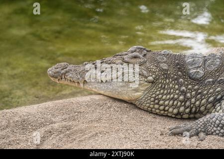 Close-up shot of crocodile's head resting in the shade Stock Photo