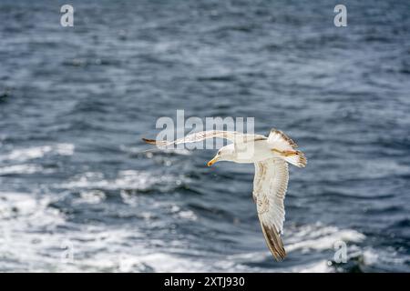 Seagull flying alone in blue sky looking at camera Stock Photo
