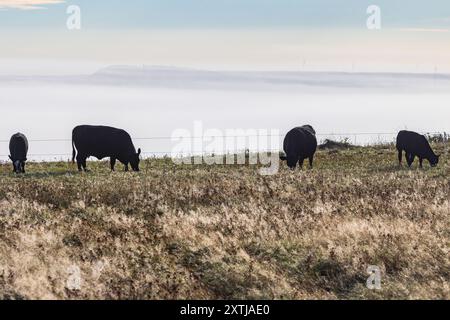 Meadow with cows grazing in the morning Stock Photo