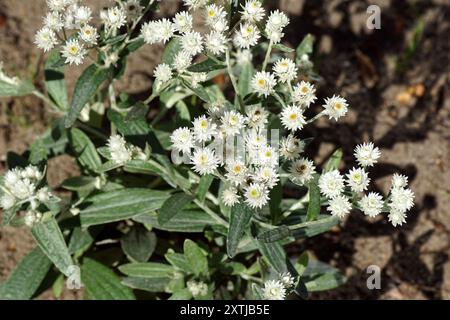 Close up white flowers of triple-veined pearly everlasting, sommerschnee (Anaphalis triplinervis) Family Asteraceae. Netherlands, Summer, August Stock Photo