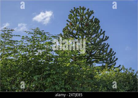 Winsford, Cheshire West and Chester, UK - August 14th 2024 -Monkey puzzel tree with round seed pods which have opened and gone brown Stock Photo