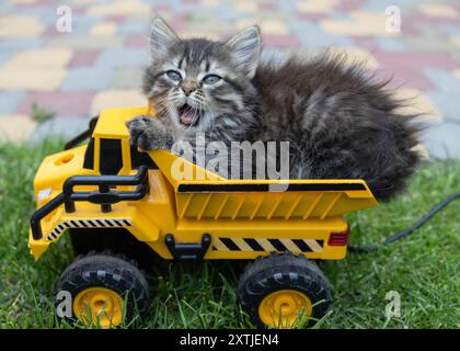 cute little kitten sits in the back of a yellow toy dump truck. Children's games with furry friends. Playful pet. Delivering happiness. Transportation Stock Photo