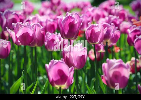 Spring background with beautiful bright tulips Stock Photo