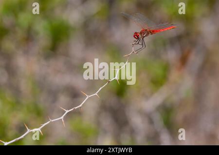 Red-veined darter or nomad Sympetrum fonscolombii dragonfly perching on a the tip of a stick. Dragonfly against blurred background. Sympetrum fonscolo Stock Photo