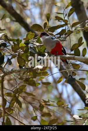 The Cuban Trogon or Tocororo, Priotelus temnurus, Trogonidae, Trogoniformes, Aves.  Cuba. Stock Photo