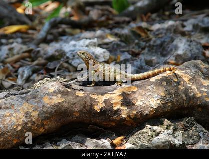 Northern Curly-tailed Lizard, Leiocephalus carinatus, Leiocephalidae, Reptilia. Cuba. Stock Photo