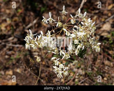 Black Locust Tree, Robinia pseudoacacia, Fabaceae. Cuba. Stock Photo