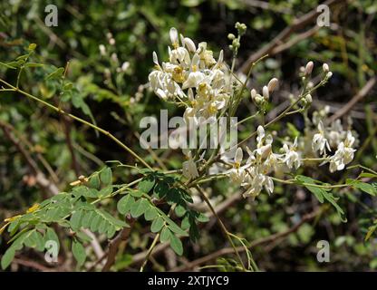 Black Locust Tree, Robinia pseudoacacia, Fabaceae. Cuba. Stock Photo