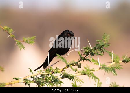 Black fork-tailed common Drongo bird (Dicrurus adsimilis) on branch. Photographed in Namibia, Africa Stock Photo