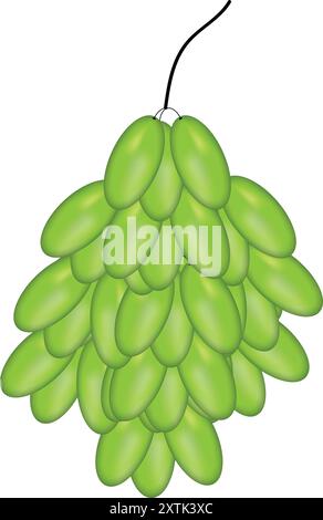 Beautiful Green Grapes Stock Vector