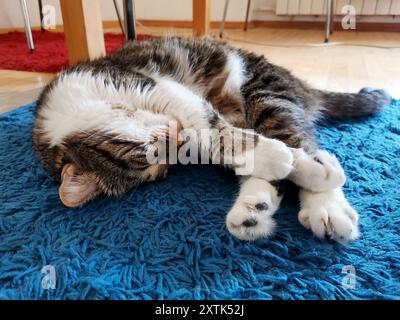 Cute young tabby cat relaxing on a blue carpet Stock Photo