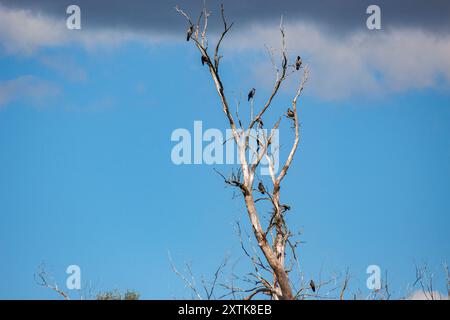 Old dead tree with crows sitting on Stock Photo