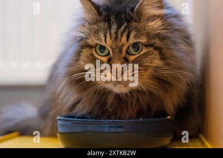 Sibirische Katze über ihrem Fressnapf 15f.08.2024 Katze am Fressnapf, Sibirische Katze sitzt an ihrem Fressnapf und guckt nach vorne Rotenburg Wümme privat Niedersachsen Deutschland *** Siberian cat over its food bowl 15f 08 2024 Cat at the food bowl, Siberian cat sits at its food bowl and looks forward Rotenburg Wümme private Lower Saxony Germany Stock Photo