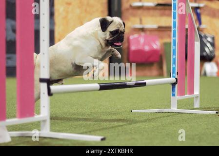 A seven year old, adult, male, fawn, Pug dog, jumping over a dog agility hurdle indoors. Stock Photo