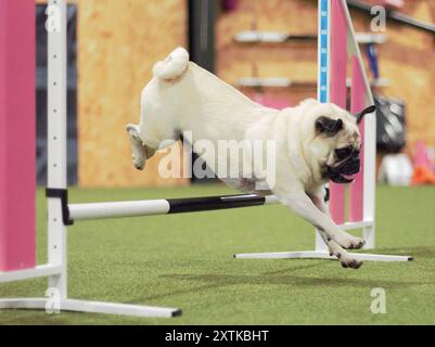 A seven year old, adult, male, fawn, Pug dog, jumping over a dog agility hurdle indoors. Stock Photo