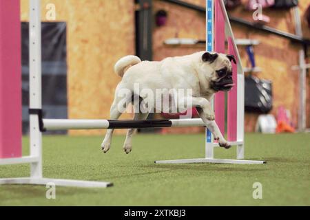 A seven year old, adult, male, fawn, Pug dog, jumping over a dog agility hurdle indoors. Stock Photo