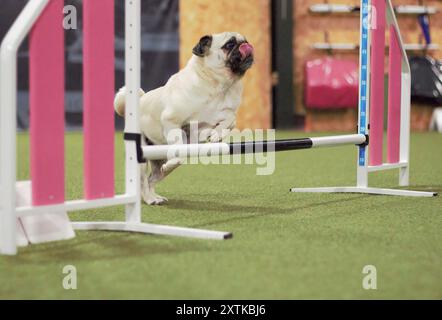A seven year old, adult, male, fawn, Pug dog, jumping over a dog agility hurdle indoors. Stock Photo