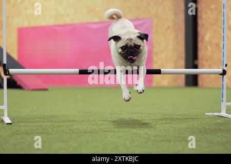 A seven year old, adult, male, fawn, Pug dog, jumping over a dog agility hurdle indoors. Stock Photo