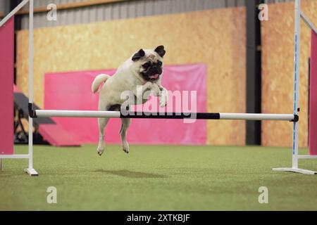 A seven year old, adult, male, fawn, Pug dog, jumping over a dog agility hurdle indoors. Stock Photo