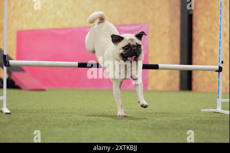 A seven year old, adult, male, fawn, Pug dog, jumping over a dog agility hurdle indoors. Stock Photo