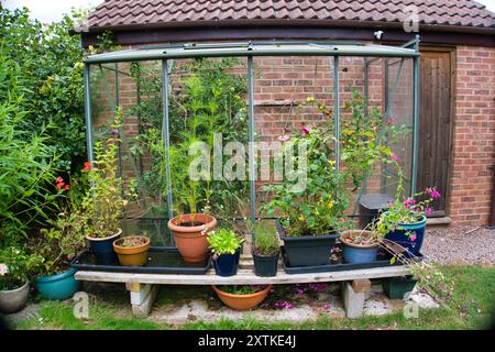 Lean to green house with tomato plants inside and assorted plants in pots on a shelf outside Stock Photo
