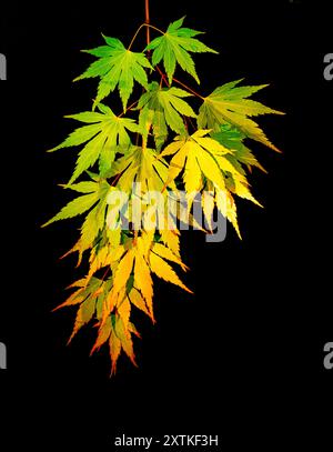 Green, yellow, orange and red coloured leaves of a japanese maple (acer palmatum) shrub. Stock Photo
