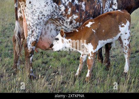 Free range calf drinking milk from mother cow outdoors in a pasture, Saskatchewan, Canada. Stock Photo