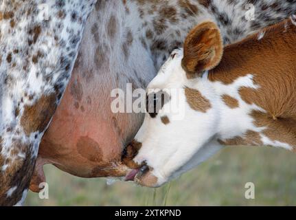 Calf drinking milk from mother cow in a pasture, Saskatchewan, Canada. Closeup. Stock Photo