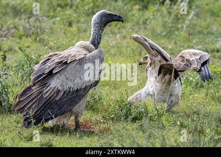 Tawny Eagle, immature, eating placenta from White-bearded Wildebeest en-masse migration, being forced away by White-backed Vulture, Ndutu Plains, Sere Stock Photo