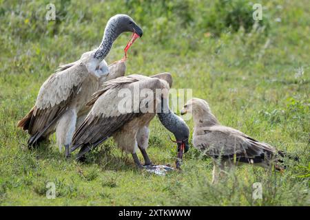 Tawny Eagle, immature, eating placenta from White-bearded Wildebeest en-masse migration, being forced away by White-backed Vulture, Ndutu Plains, Sere Stock Photo