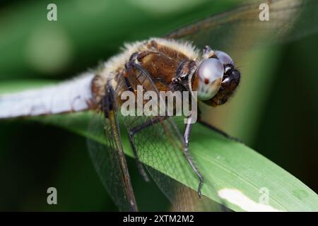 Detail,Macro, Close Up Of The Head And Compound Eye Of A Male Keeled Skimmer Dragonfly, Orthetrum coerulescens, UK Stock Photo