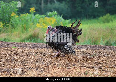 Wild Turkeys, mating season Stock Photo