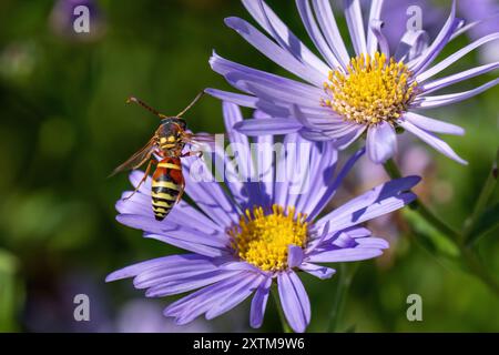 A large and colorful Potter Wasp with a striped backside taking flight after pollinating in a purple Aster flower garden. Stock Photo