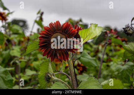 Dramatic, pollenless,deepest red chianti sunflower. Wine-red velvet petals are flecked with gold. Multiple branched and purple-stemmed Stock Photo
