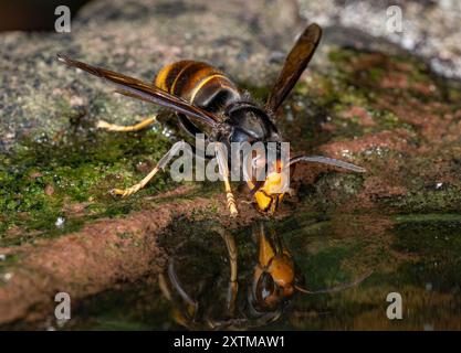 Rosny Sous Bois, France. 15th Aug, 2024. An Asian hornet, ( Vespa Velutina, Frelon Asiatique ) also known as the yellow-legged hornet is a species of hornet indigenous to Southeast Asia. It is of concern as an invasive species in some other countries, including most of Europe. Rosny sous Bois near Paris, France on August 15, 2024. Photo by Christophe Geyres/ABACAPRESS.COM Credit: Abaca Press/Alamy Live News Stock Photo