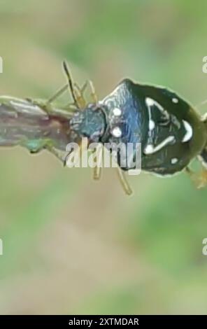 (Mormidea pama) Insecta Stock Photo - Alamy