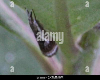 Elegant Grass-veneer (Microcrambus elegans) Insecta Stock Photo