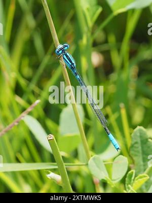 Azure Bluet (Enallagma aspersum) Insecta Stock Photo - Alamy
