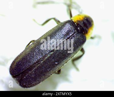 Flower elf (Pyropyga minuta) Insecta Stock Photo - Alamy