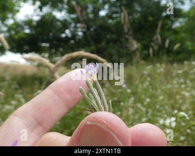 Short-fruited Willowherb (Epilobium obscurum) Plantae Stock Photo