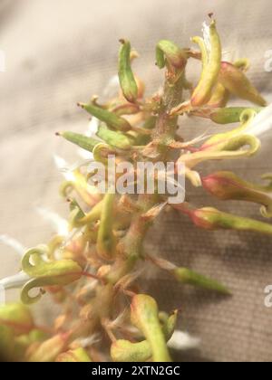 Balsam Willow (Salix pyrifolia) Plantae Stock Photo