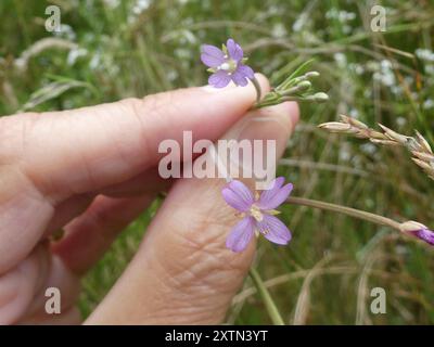 Short-fruited Willowherb (Epilobium obscurum) Plantae Stock Photo