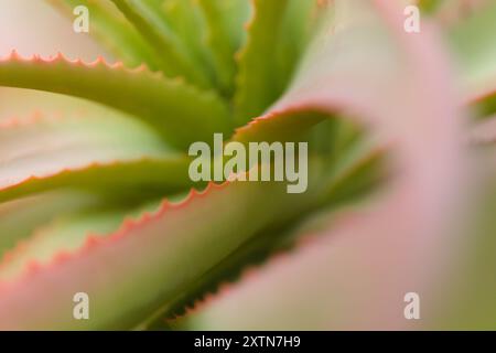 Aloe speciosa aka tilt-head aloe succulent leaves with red edges, natural macro floral background Stock Photo