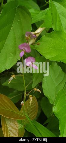 creeping beggarweed (Desmodium incanum) Plantae Stock Photo - Alamy