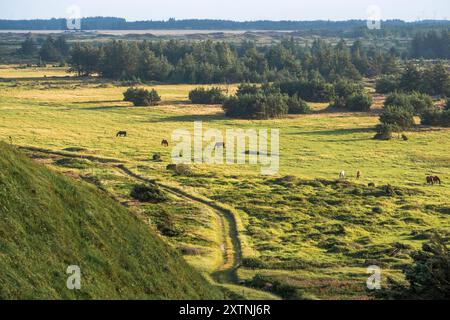 Scenic view along North Sea hiking trail at Svinklovene on Jutland's North Sea Coast, northern Denmark Stock Photo